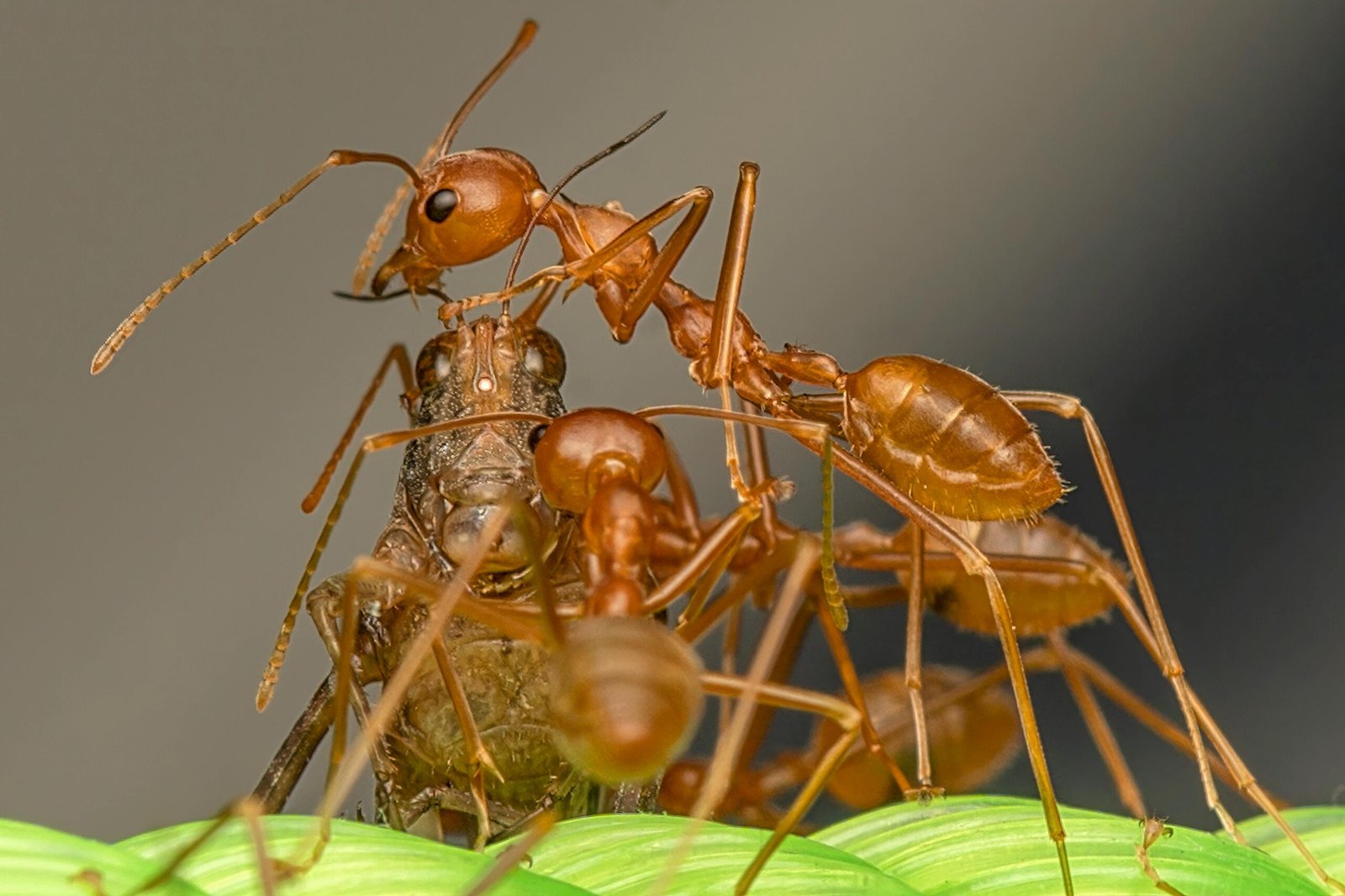 durée de vie fourmis