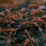 élevage de fourmis