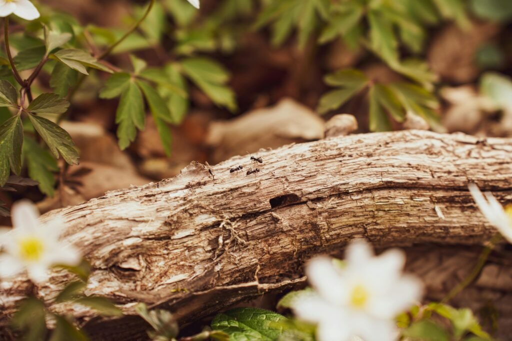 fourmis existance