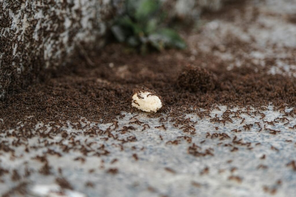 fourmis nombre terre