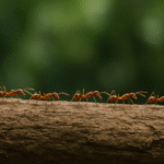 comportement des fourmis